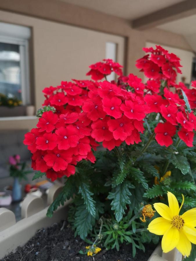 Apartman Jela Nova Varoš Dış mekan fotoğraf
